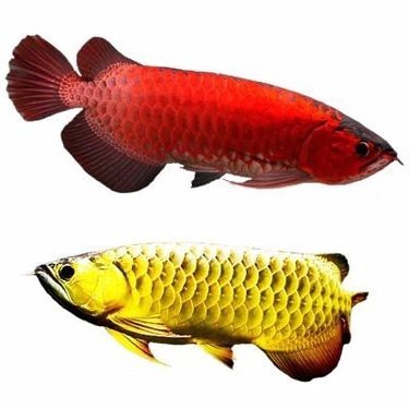 大紅龍魚價格