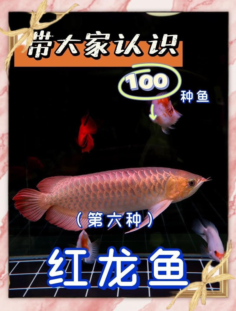 大紅龍魚價格