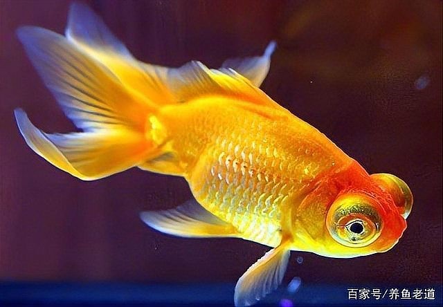 龍魚交叉感染后多久能恢復