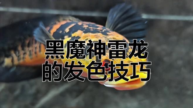 雷龍魚什么時候發色好