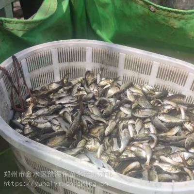 附近賣魚苗的聯(lián)系方式