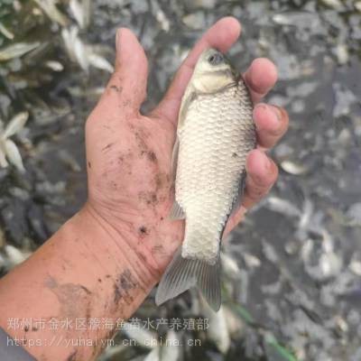 附近賣魚苗的聯(lián)系方式