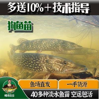 附近賣魚苗的聯(lián)系方式