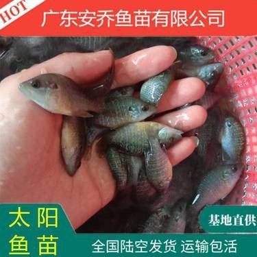 附近賣魚苗的聯(lián)系方式