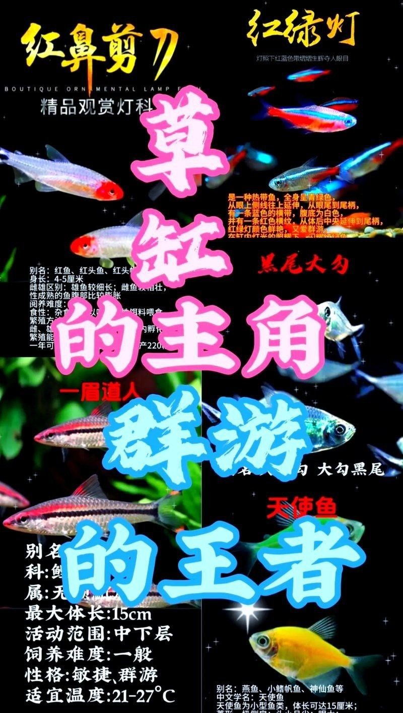 帝王三間好看還是巴西亞好看