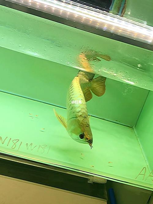 金龍魚吃肉 金龍魚吃肉 龍魚百科 第1張