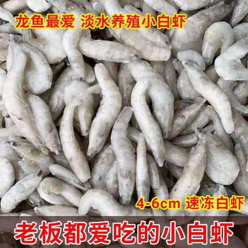 金龍魚吃肉 金龍魚吃肉 龍魚百科 第4張