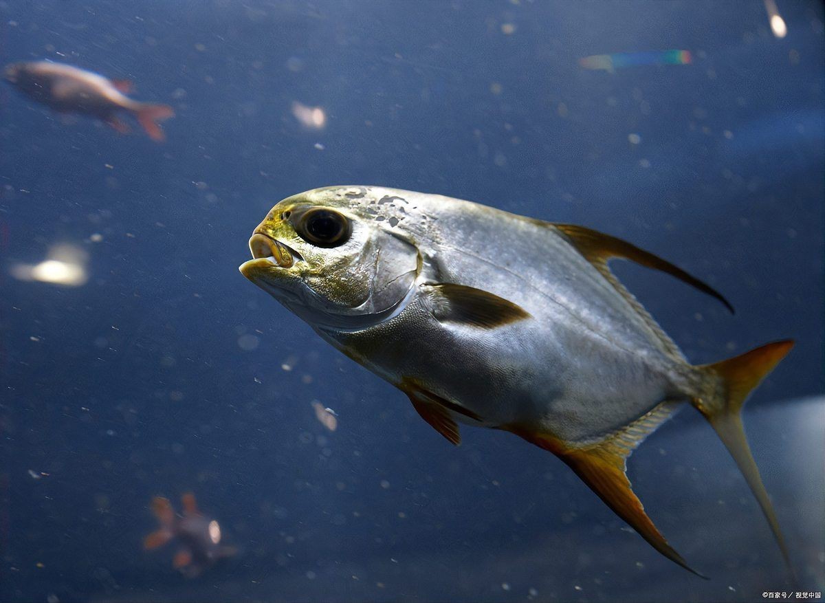 魟魚(yú)黑金最忌諱三個(gè)東西