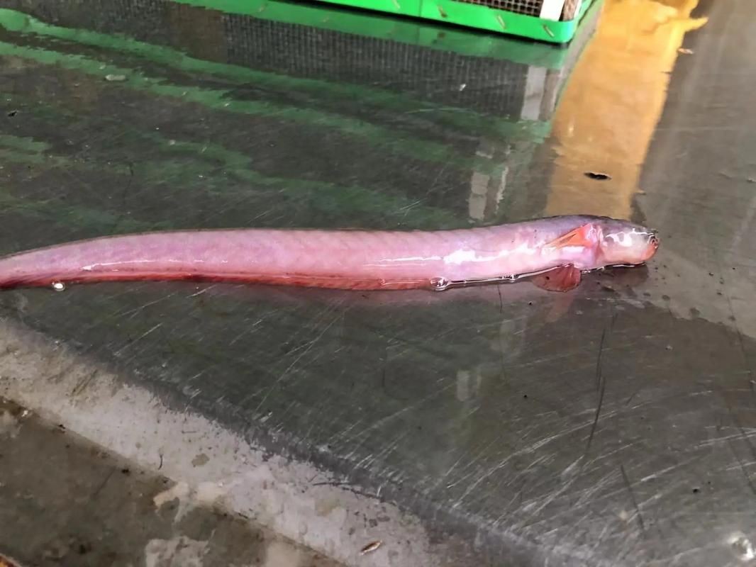 紅狼牙鰕虎魚價格表圖