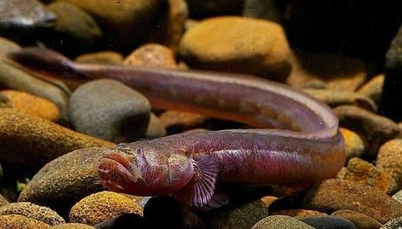 紅狼牙鰕虎魚價格表圖