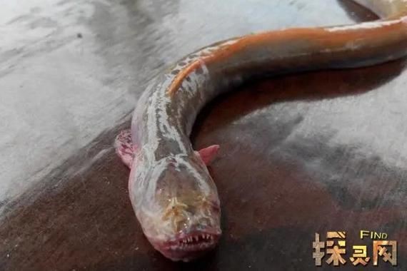 紅狼牙鰕虎魚價格表圖