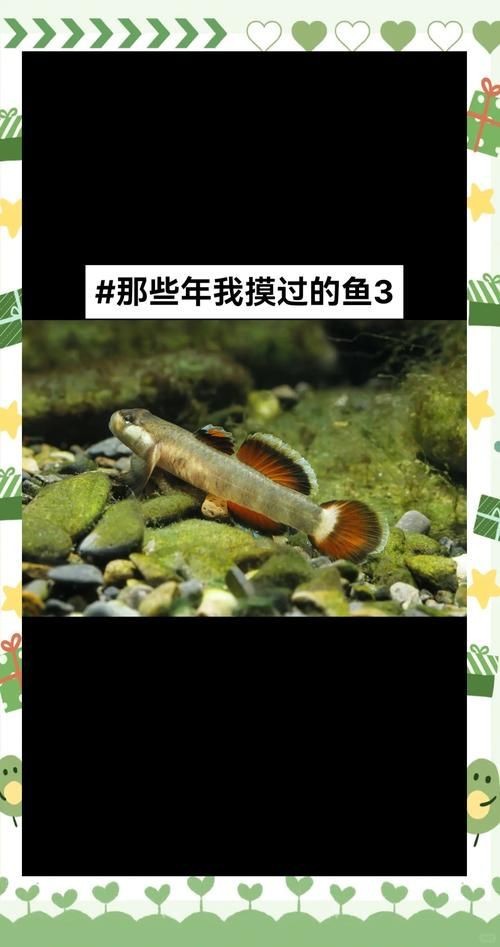 紅狼牙鰕虎魚價格表圖