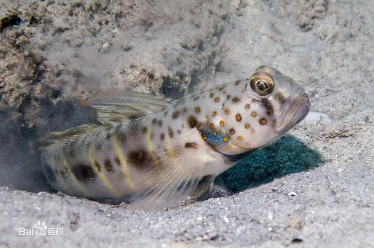 紅狼牙鰕虎魚價格表圖
