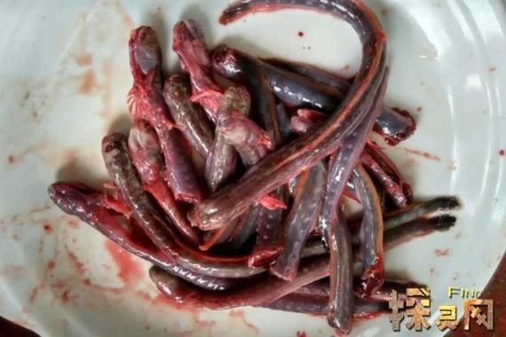 紅狼牙鰕虎魚價格表圖
