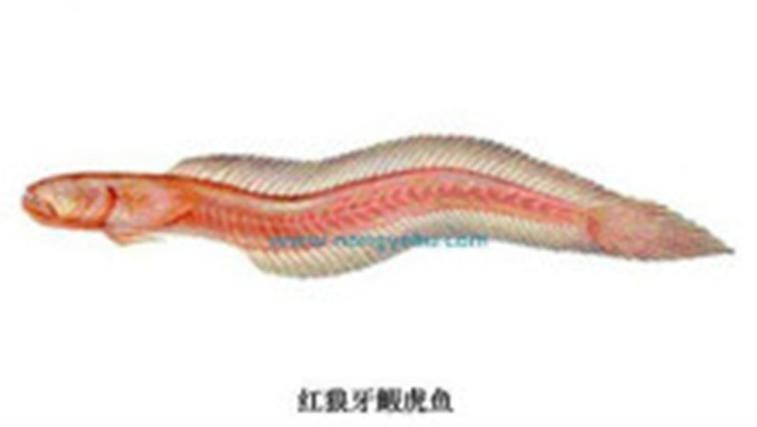 紅狼牙鰕虎魚價格表圖