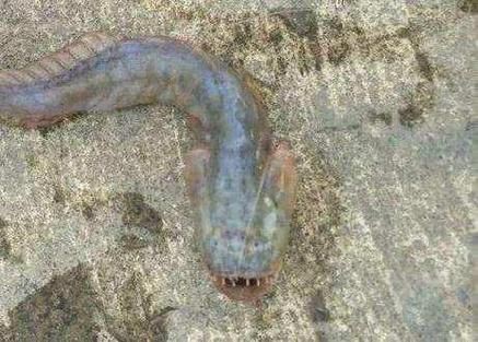 紅狼牙鰕虎魚價格表圖