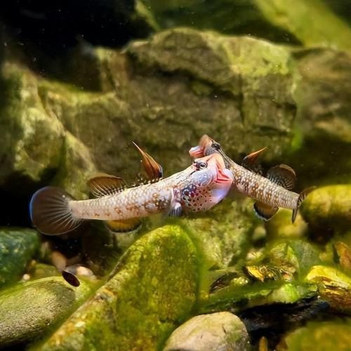 紅狼牙鰕虎魚價格表圖