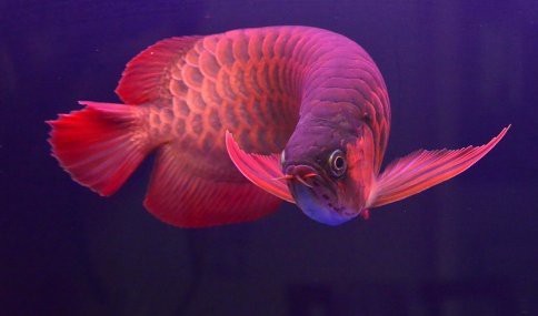 泗水紅龍魚一條價格表