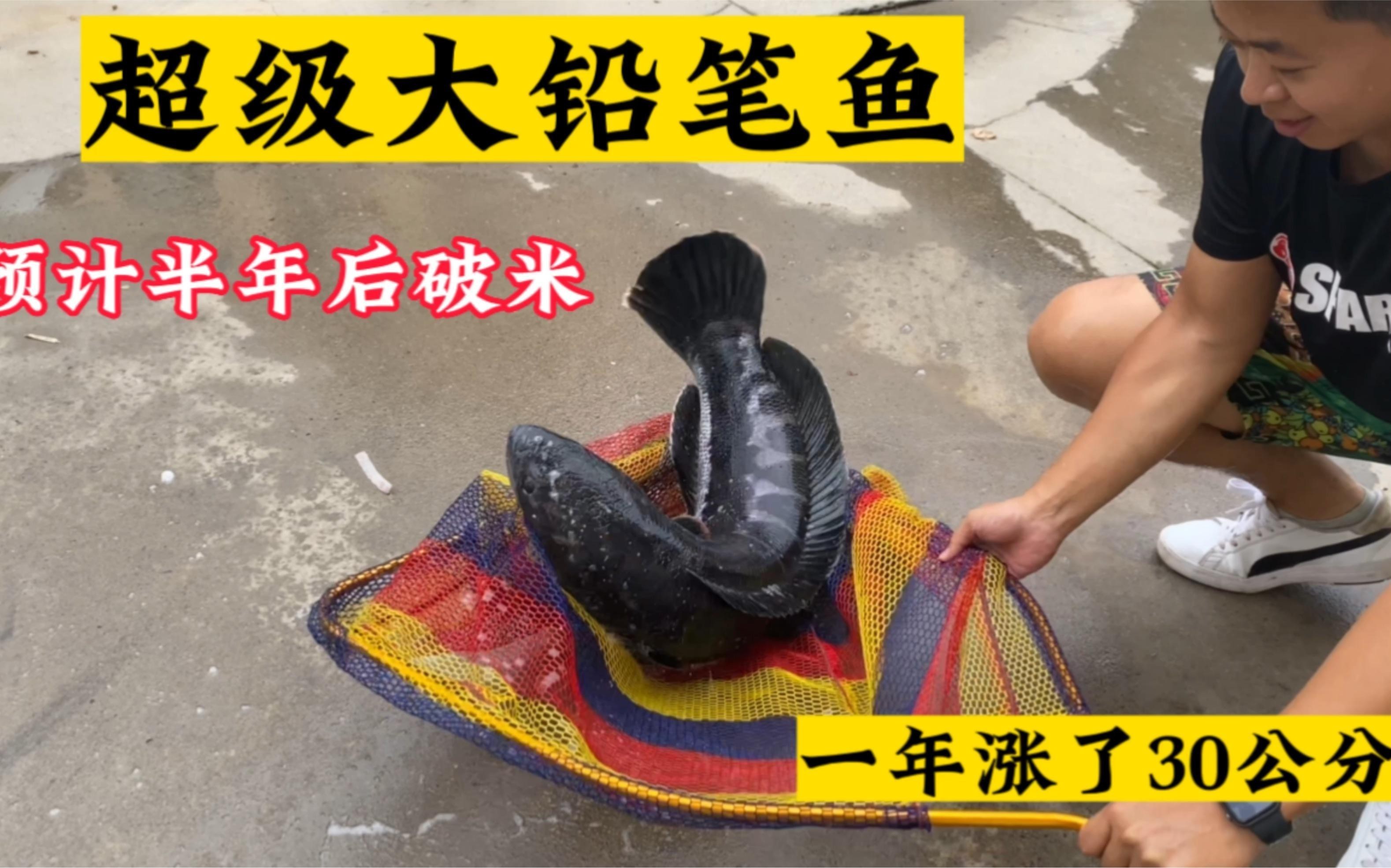 如何欣賞龍龍養(yǎng)魚視頻？