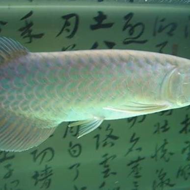大青龍魚是什么魚類