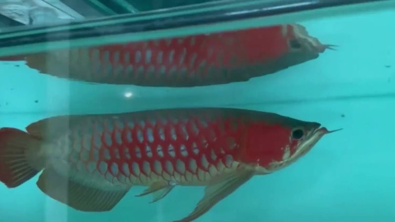 祥龍魚場哪種紅龍魚最受歡迎？