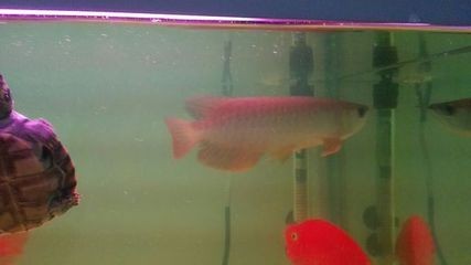 沈陽市沈北新區熙愛家水族寵物生活館（沈陽市沈北新區熙愛家水族寵物生活館電話）