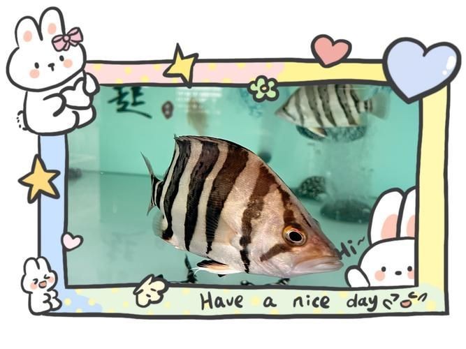 魟魚黑白和白子區別圖