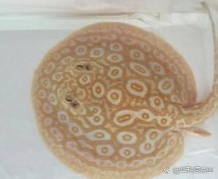 魟魚黑白和白子區別圖