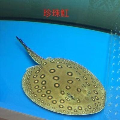 魟魚黑白和白子區別圖