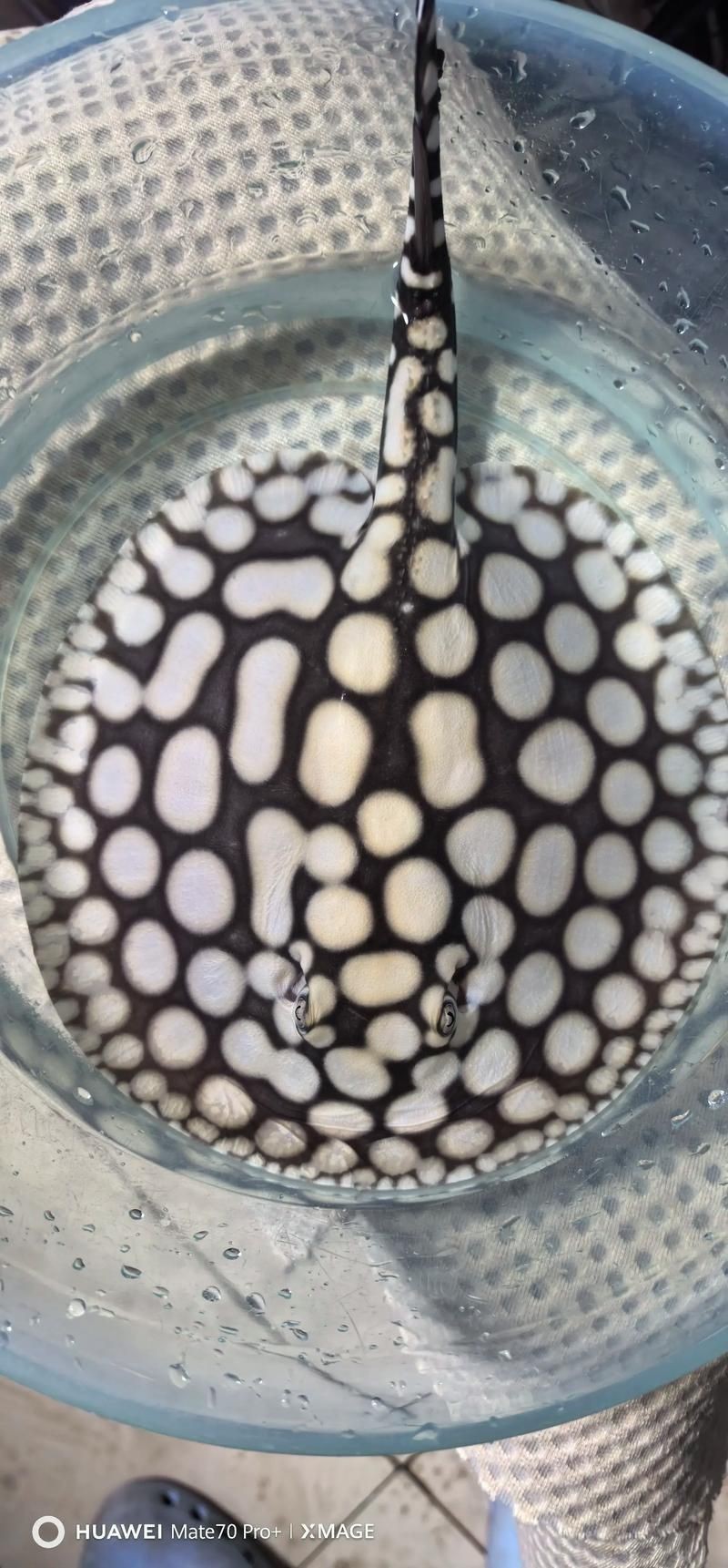 魟魚黑白和白子區別圖