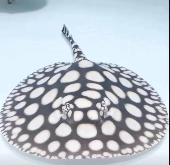 魟魚黑白和白子區別圖