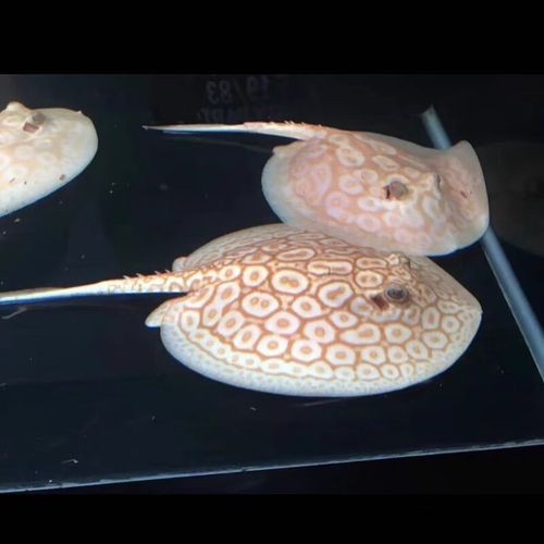 魟魚黑白和白子區別圖