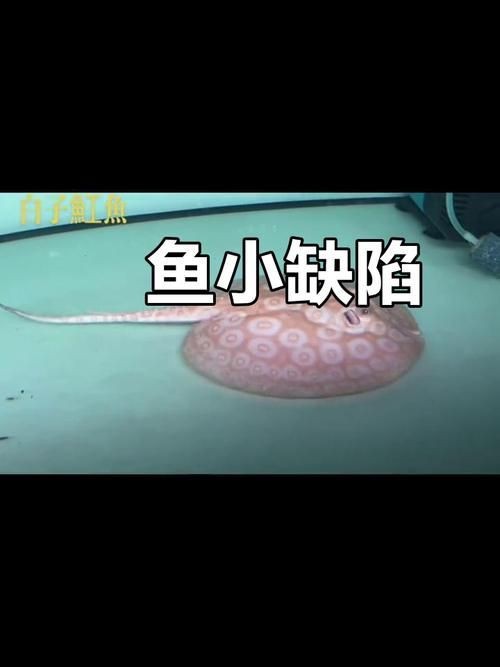 魟魚黑白和白子區別圖