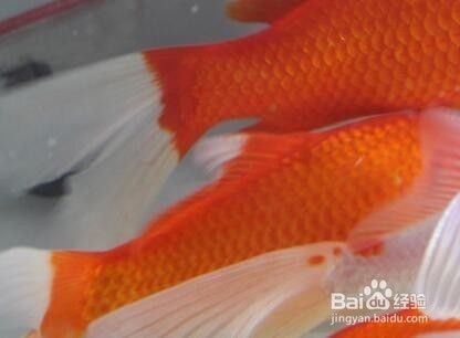 興寧市新苑水族店（興寧市新苑水族店電話）