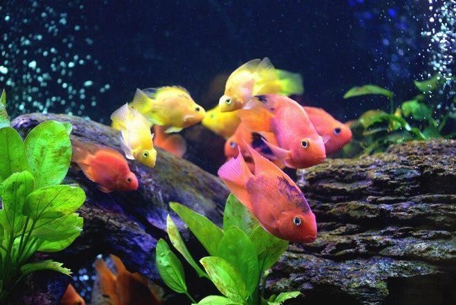 鸚鵡魚龍魚飼養(yǎng)溫度是多少 鸚鵡魚龍魚飼養(yǎng)溫度是多少 龍魚百科 第8張
