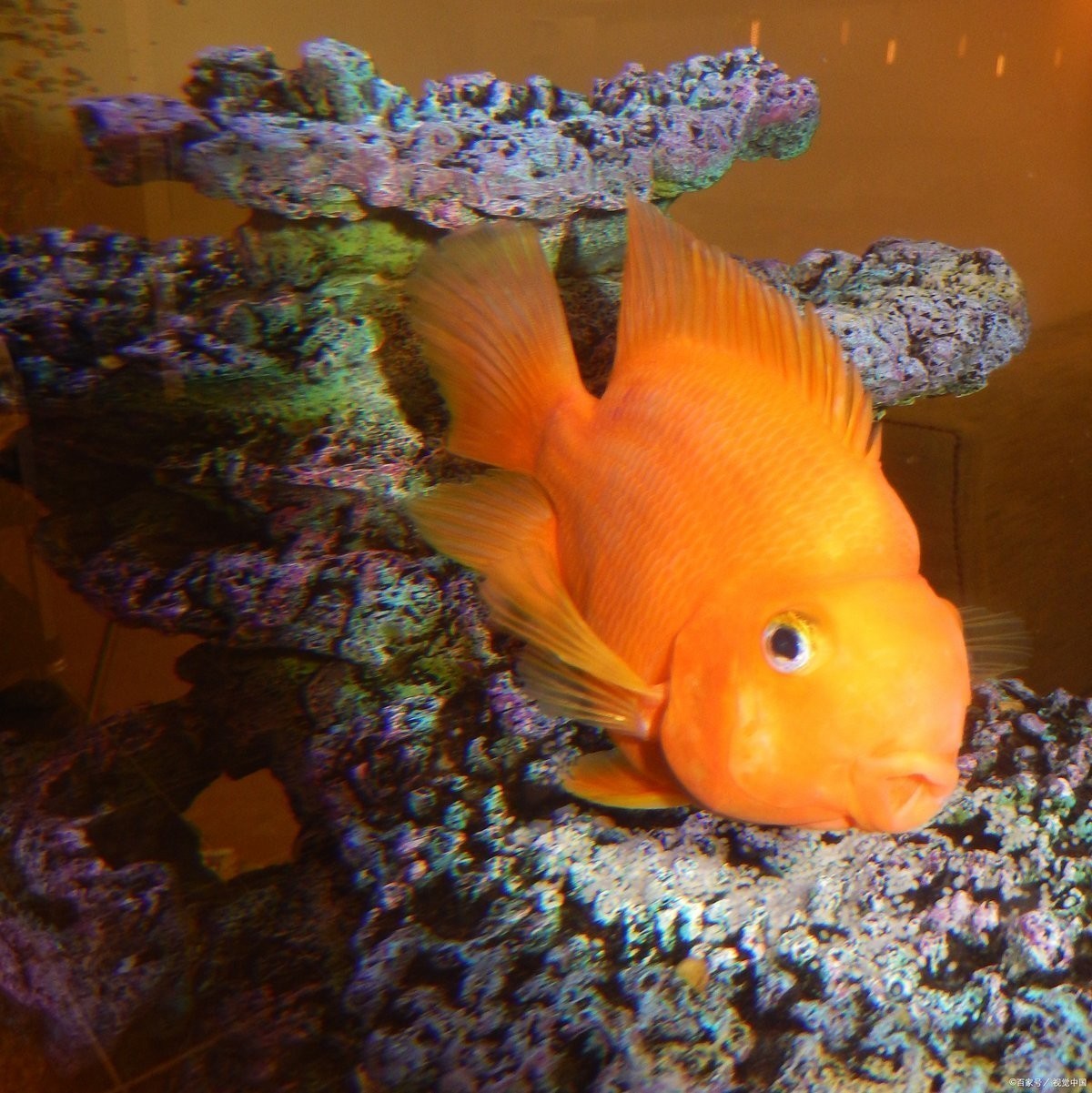 鸚鵡魚龍魚飼養(yǎng)溫度是多少 鸚鵡魚龍魚飼養(yǎng)溫度是多少 龍魚百科 第4張