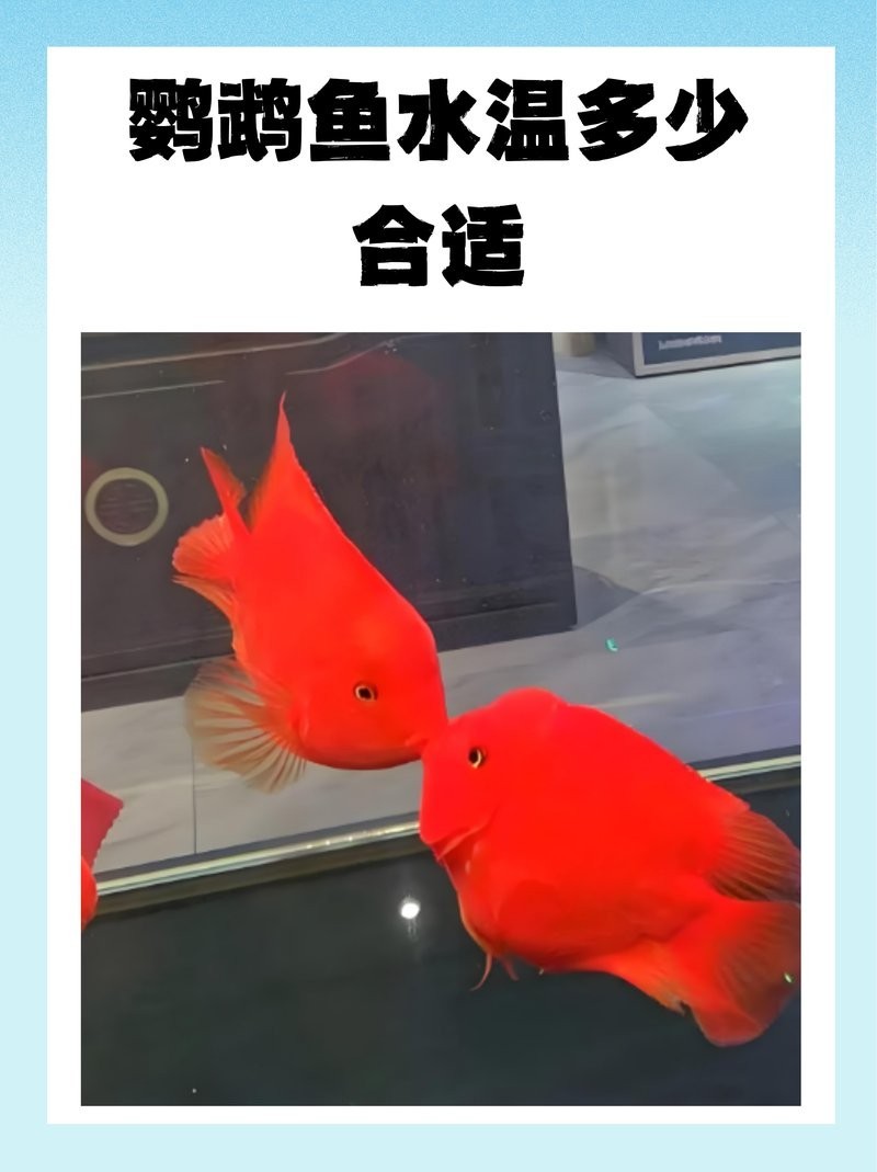 鸚鵡魚龍魚飼養(yǎng)溫度是多少 鸚鵡魚龍魚飼養(yǎng)溫度是多少 龍魚百科 第7張