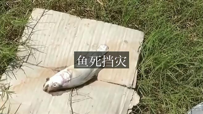 魚替主人擋災一般幾天恢復 魚替主人擋災一般幾天恢復 龍魚論壇 第4張