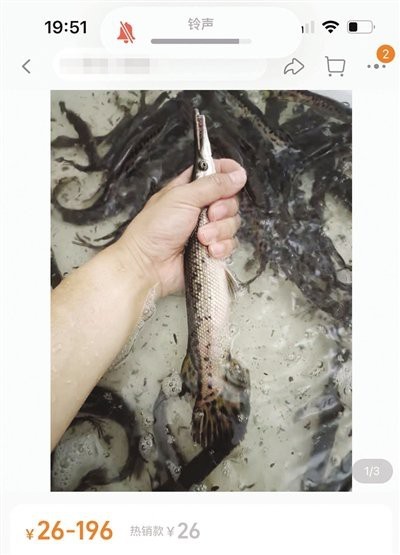 鱷雀鱔魚苗多少一只