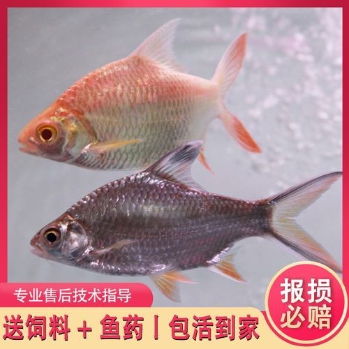 銀龍魚可以和紅鸚鵡養一塊嗎圖片