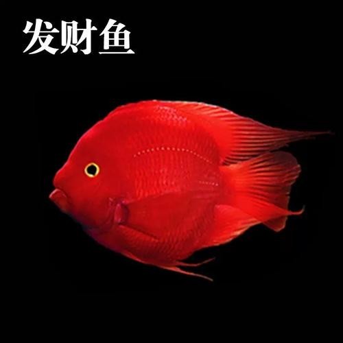 銀龍魚可以和紅鸚鵡養一塊嗎圖片