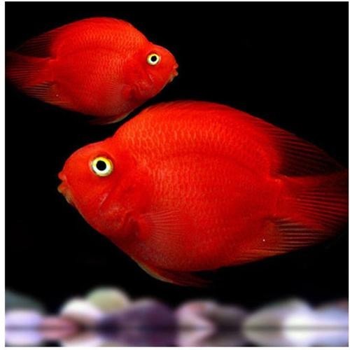 銀龍魚可以和紅鸚鵡養一塊嗎圖片