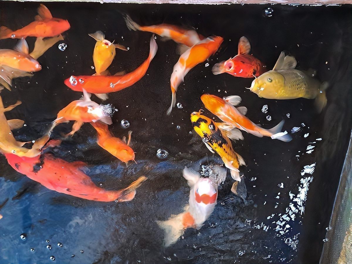 龍魚養雙還是不養三