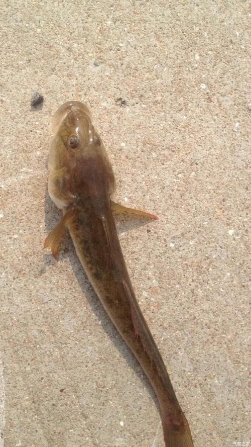 逛魚長什么樣子圖片