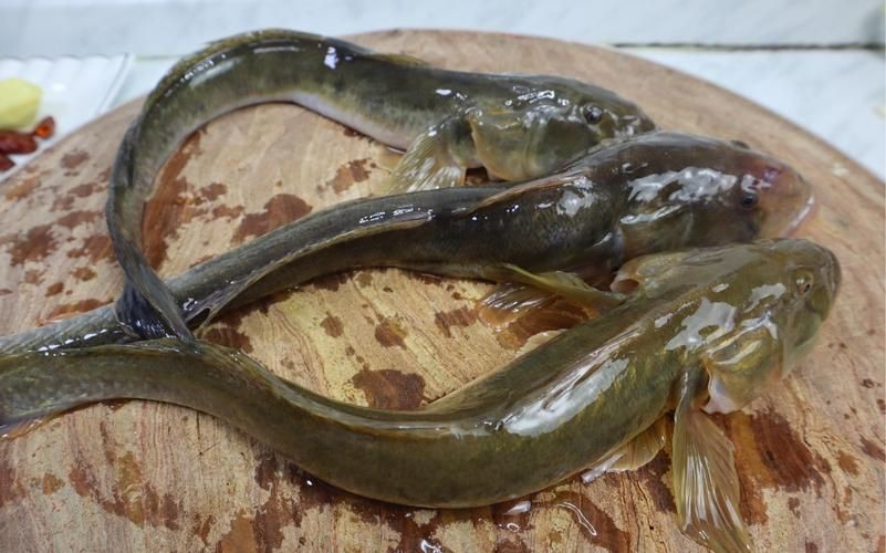 逛魚長什么樣子圖片