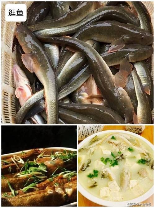 逛魚長什么樣子圖片