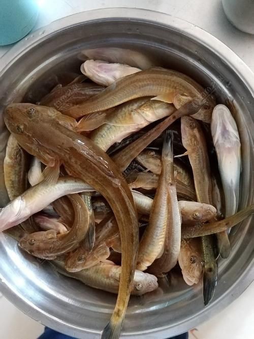 逛魚長什么樣子圖片