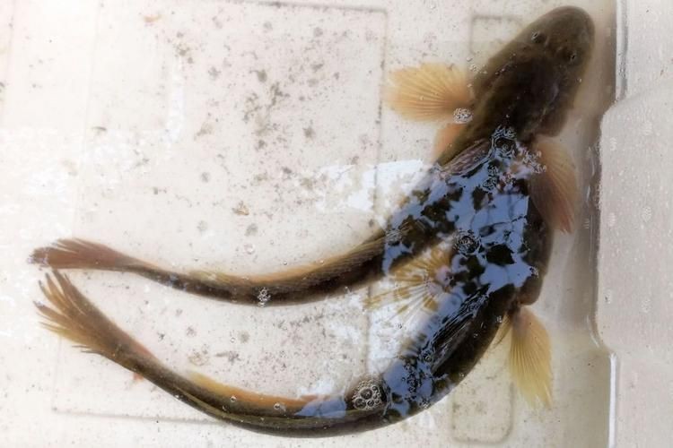 如何辨別白子招財龍魚的品相，白子招財龍魚品相自檢清單，白子招財龍魚的最佳飼養方法