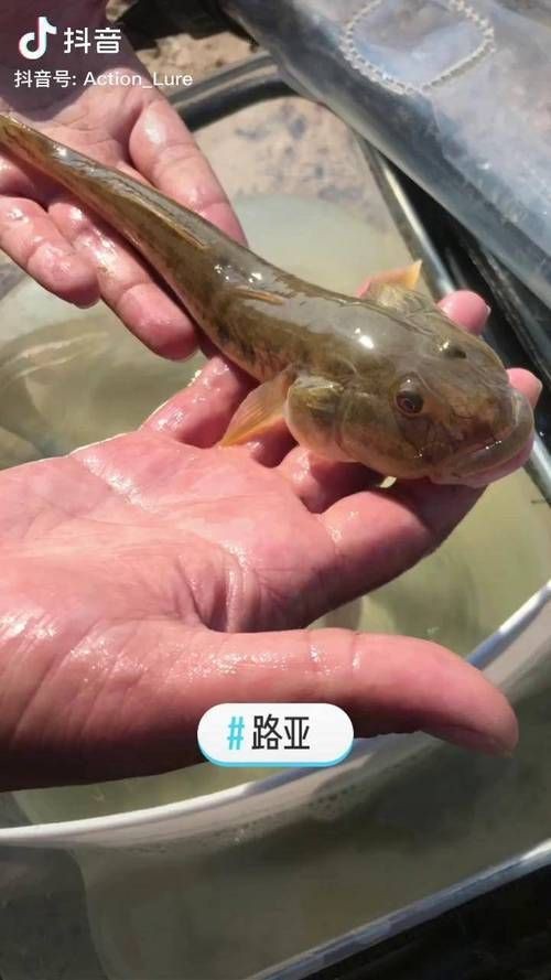 逛魚長什么樣子圖片