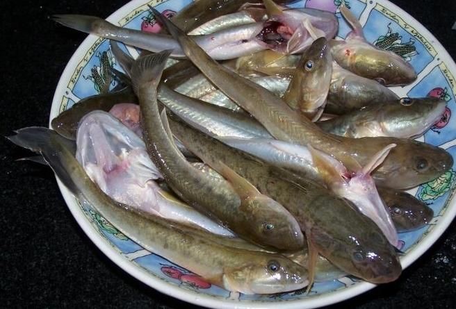 逛魚長什么樣子圖片